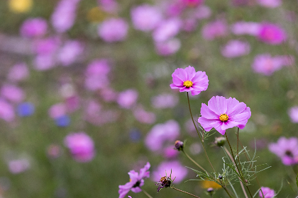 深入了解澳亚国际游戏平台的多样化游戏和优惠活动