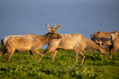 深入了解拉斯维加斯国际平台的游戏种类与玩法