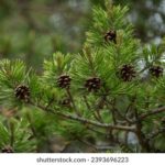 JC直播全新上线,精彩内容抢先看! zmdr78