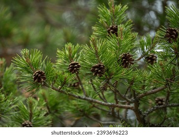 JC直播全新上线,精彩内容抢先看! JC直播全新上线,精彩内容抢先看!